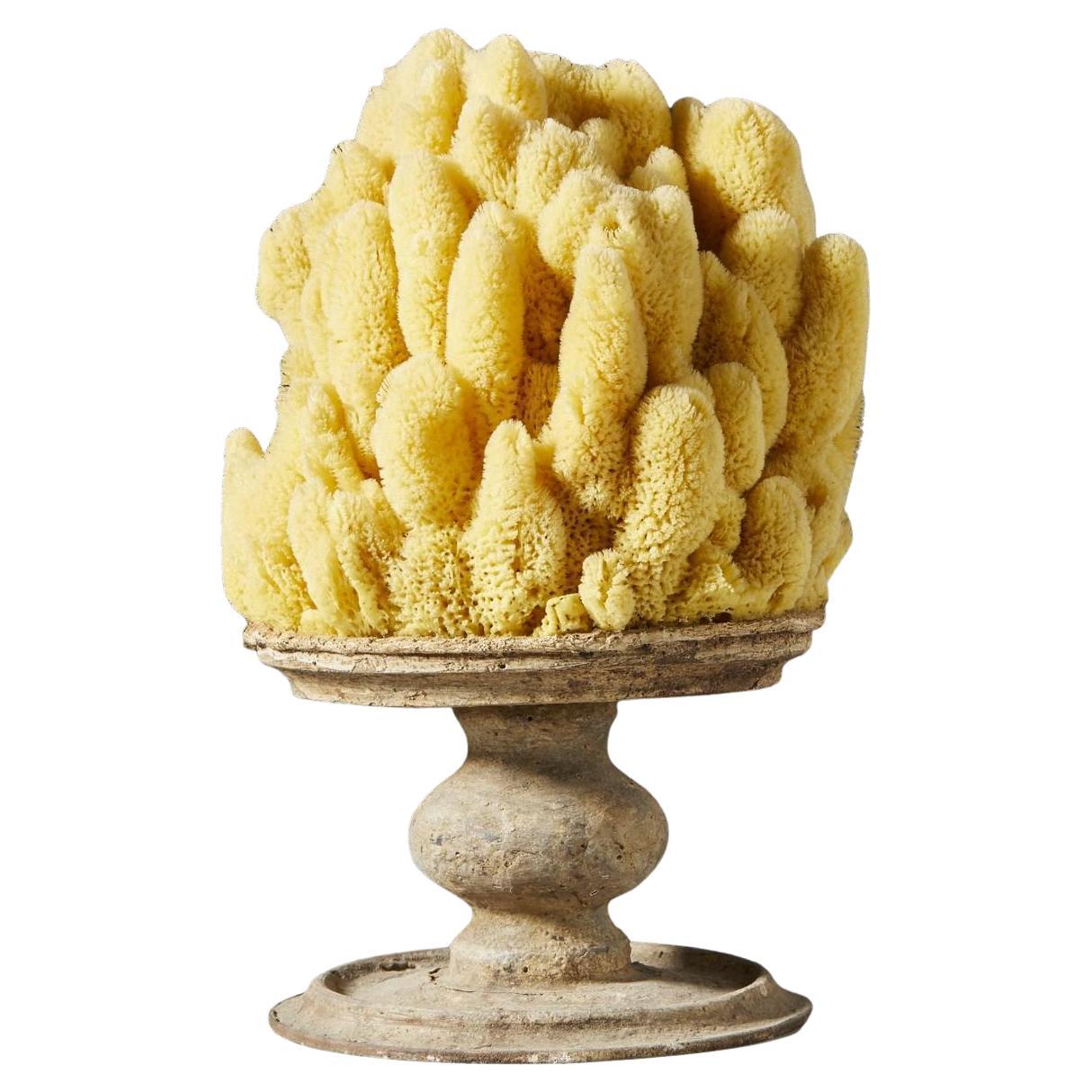 Yellow Marine Sponge Mounted on an Antique Socle For Sale