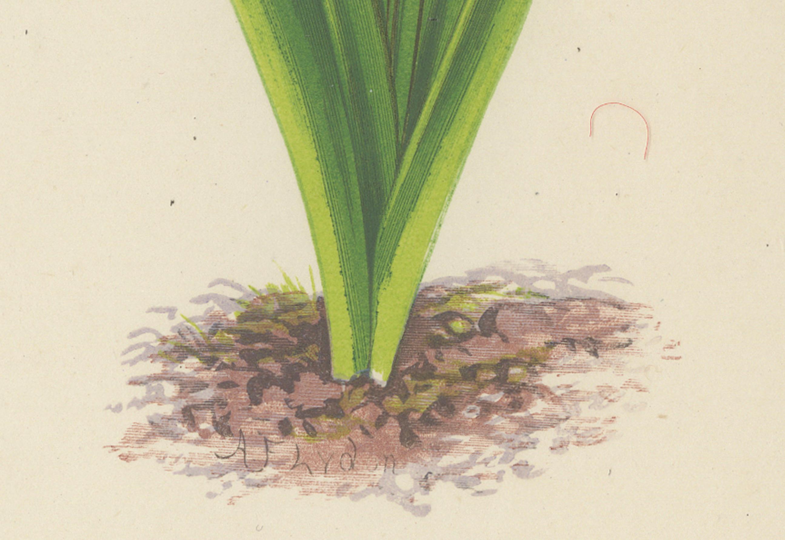 Yellow Saxifrage and Siberian Squill, hand-coloured botanical print, 1874  

This vivid hand-coloured botanical print from 1874 features two contrasting alpine plants: Saxifraga aizoides autumnalis (Yellow Saxifrage) and Scilla sibirica (Siberian