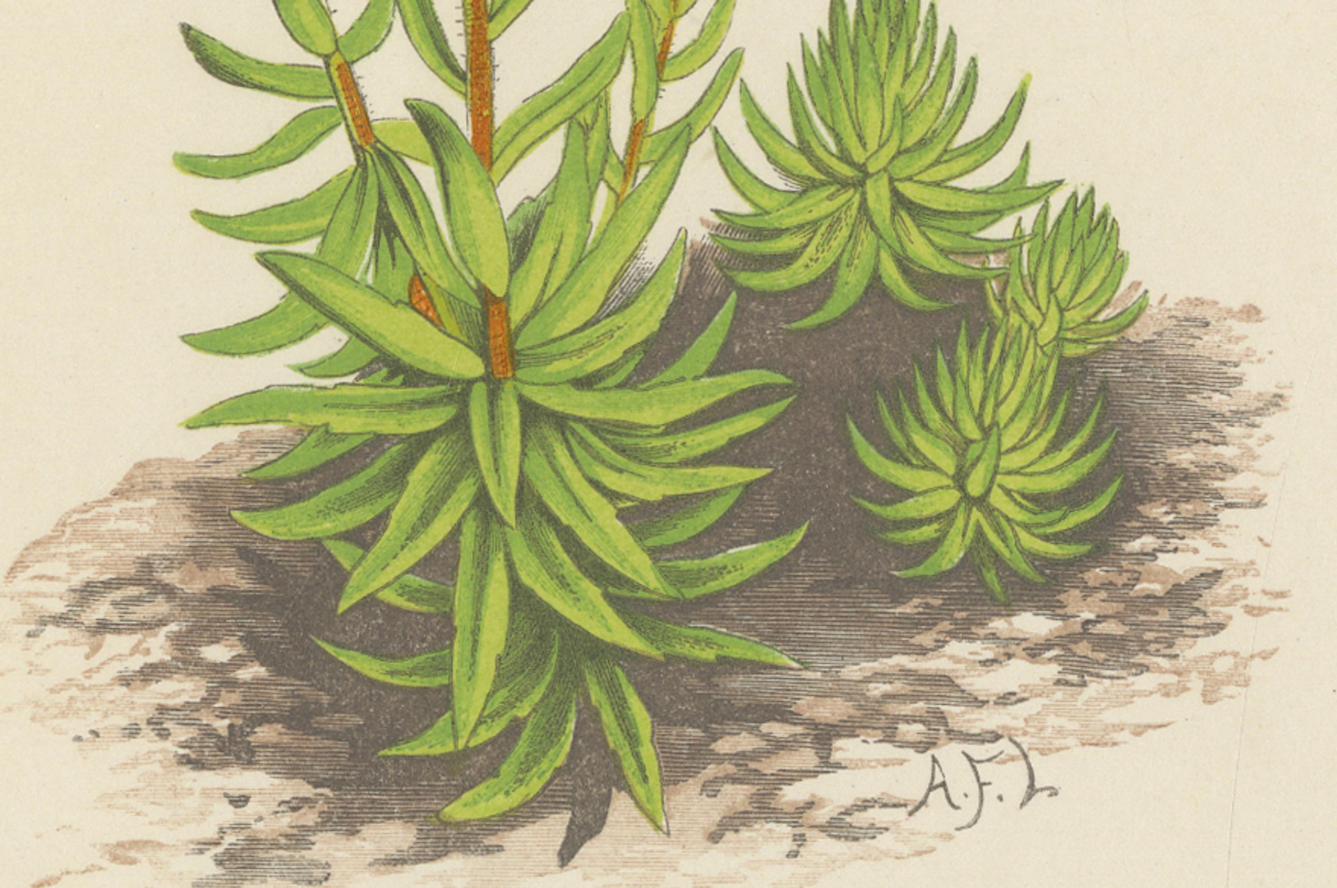 Yellow Saxifrage and Siberian Squill, Hand-Coloured Botanical Print, 1874 In Good Condition For Sale In Langweer, NL