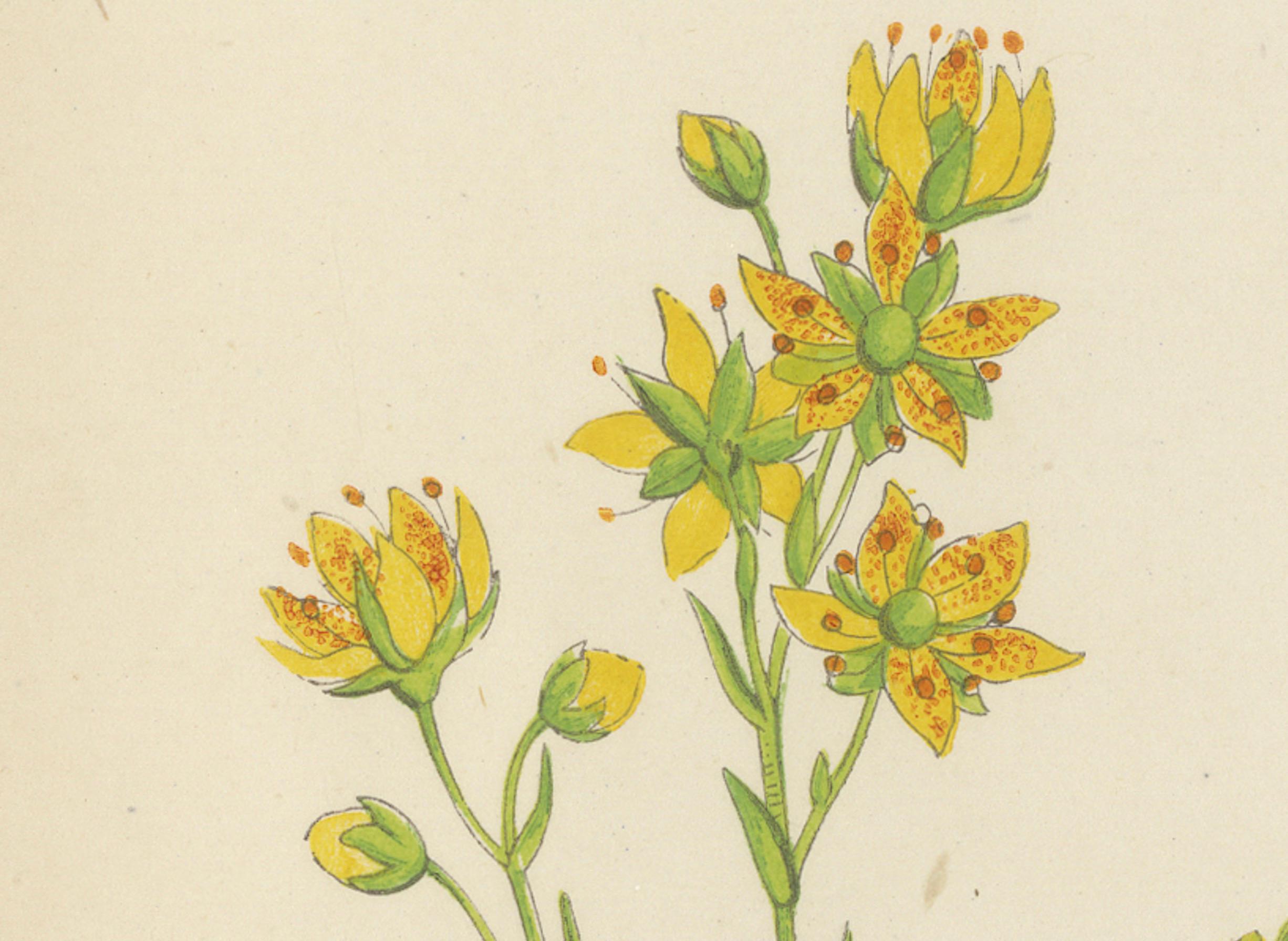 Late 19th Century Yellow Saxifrage and Siberian Squill, Hand-Coloured Botanical Print, 1874 For Sale