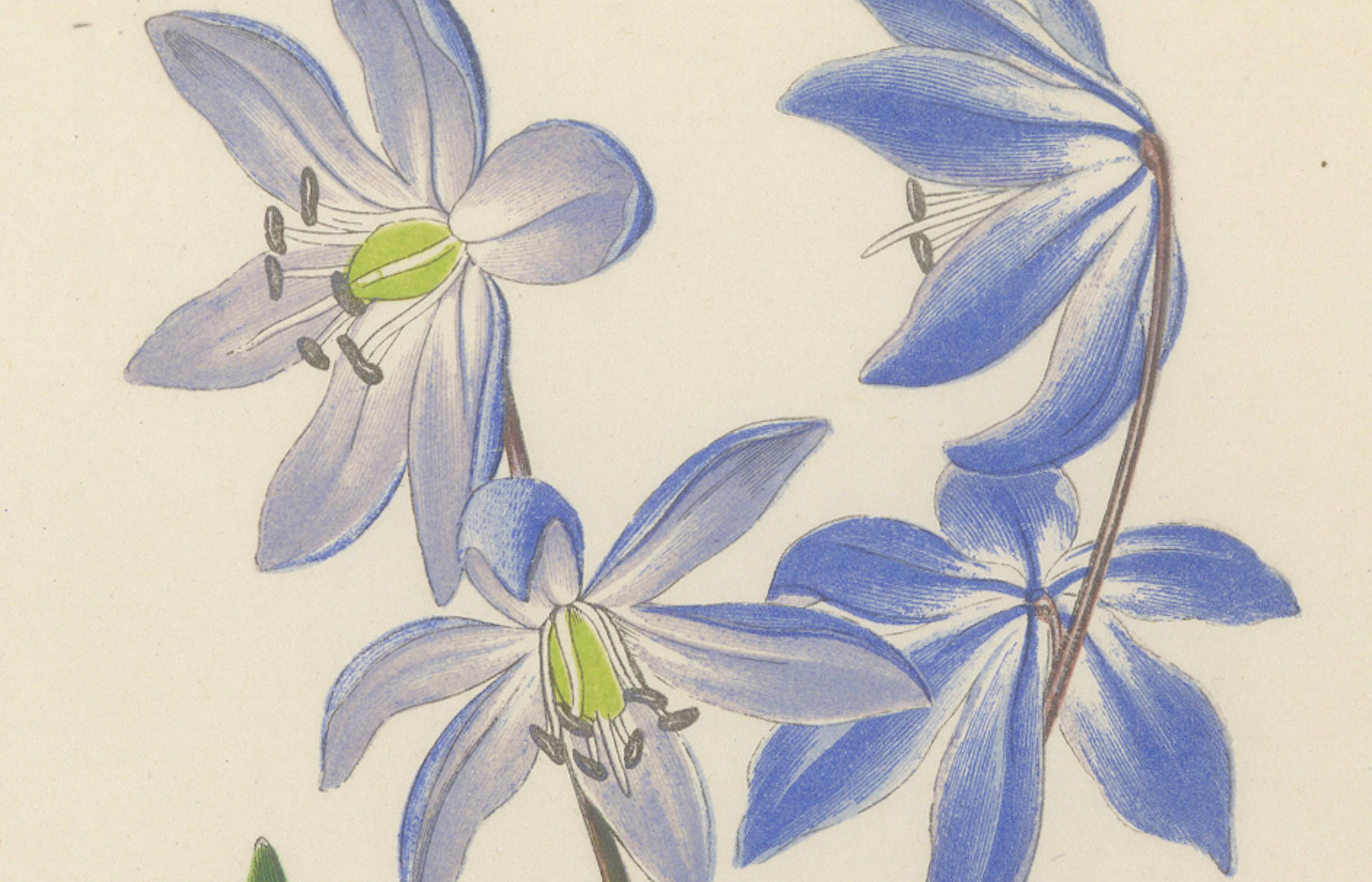 Paper Yellow Saxifrage and Siberian Squill, Hand-Coloured Botanical Print, 1874 For Sale