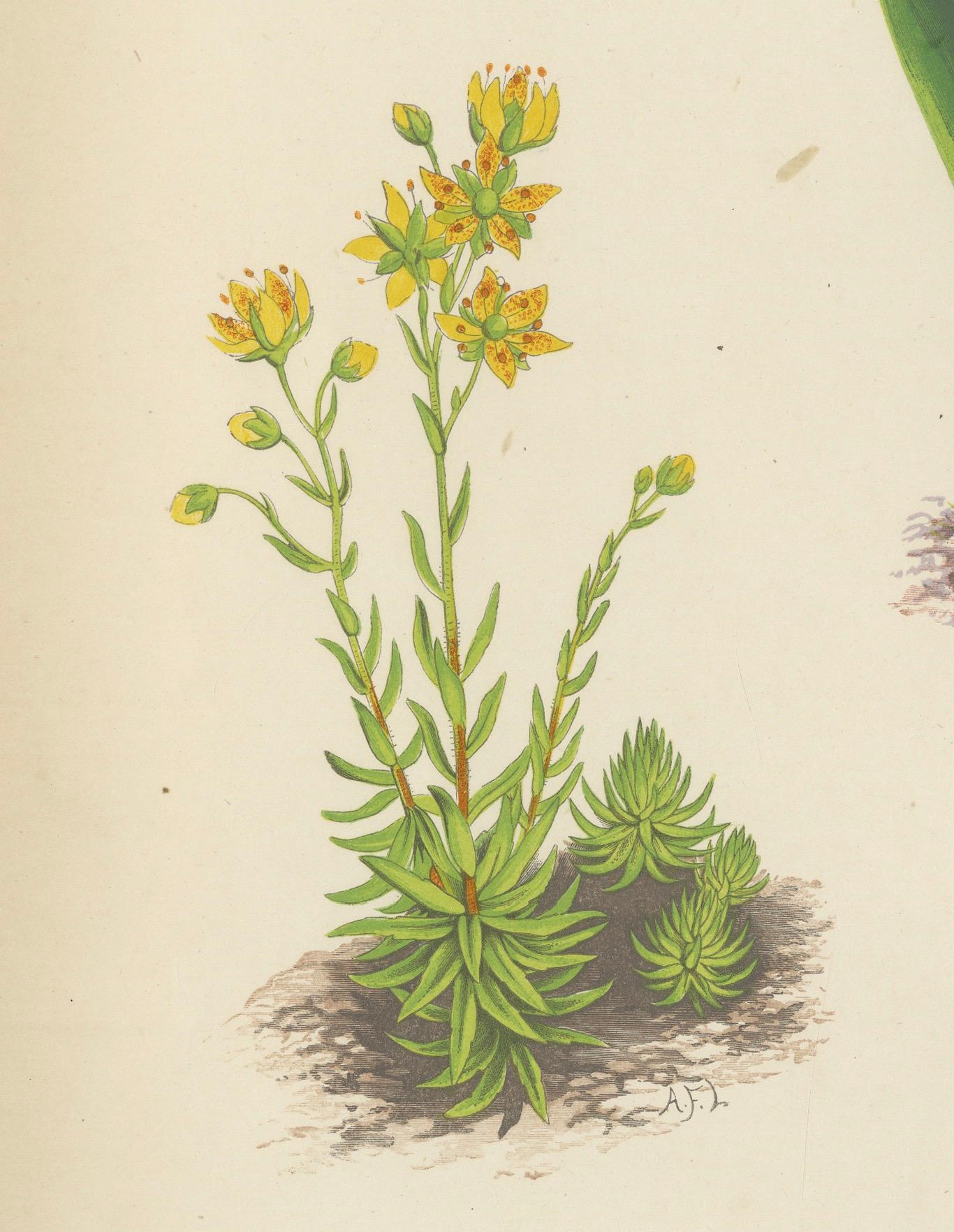 Yellow Saxifrage and Siberian Squill, Hand-Coloured Botanical Print, 1874 For Sale 1