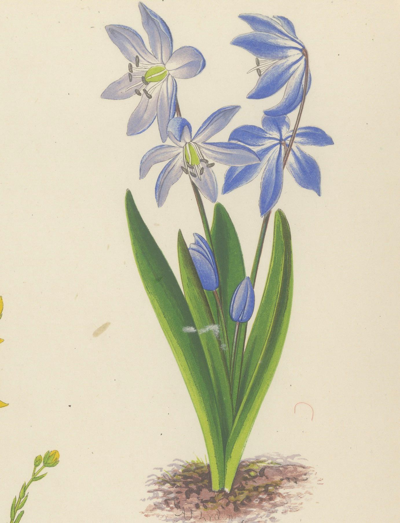 Yellow Saxifrage and Siberian Squill, Hand-Coloured Botanical Print, 1874 For Sale 2