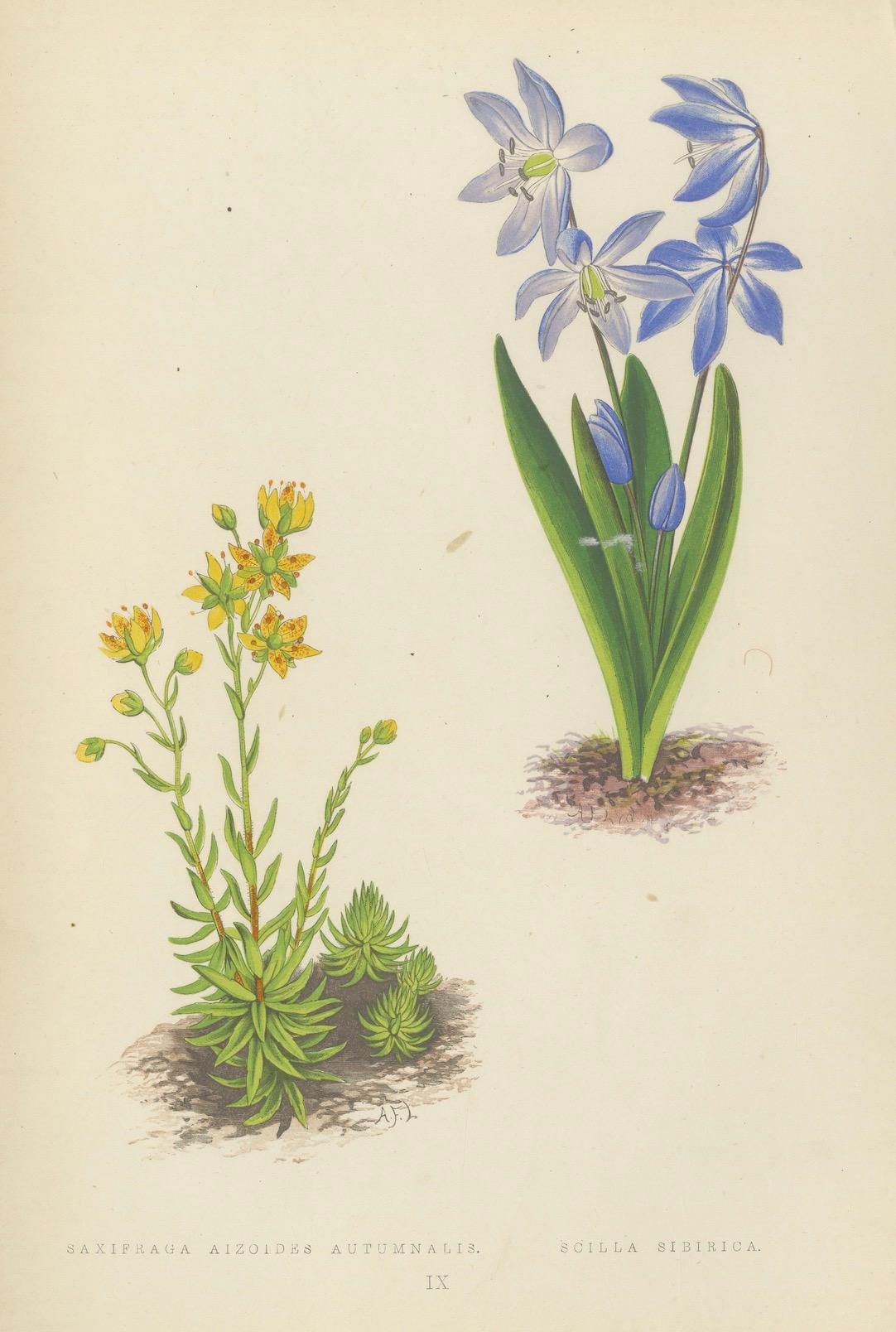 Yellow Saxifrage and Siberian Squill, Hand-Coloured Botanical Print, 1874 For Sale 3