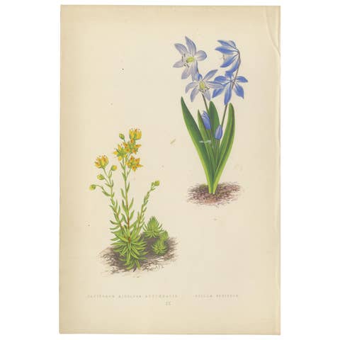 Yellow Saxifrage and Siberian Squill, Hand-Coloured Botanical Print, 1874