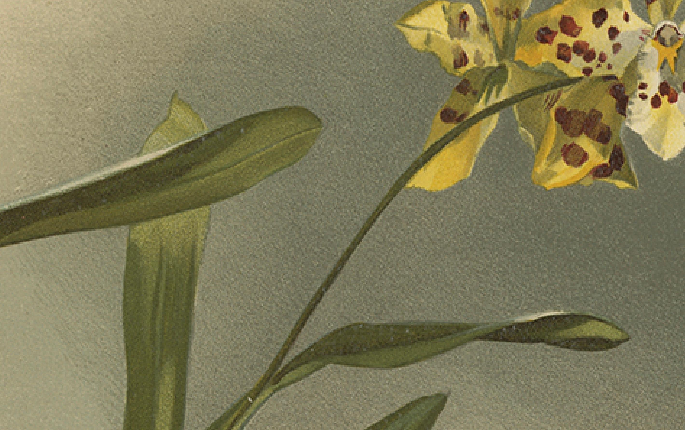 Stampa botanica antica - Orchidea a macchie gialle Odontoglossum Excellens

Descrizione:
Una litografia botanica raffinata e splendidamente composta di Odontoglossum Excellens, una specie di orchidea accattivante e dai colori vivaci, tratta dalla