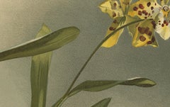 Yellow Spotted Orchid Print – Odontoglossum Excellens, Reichenbachia c.1888
