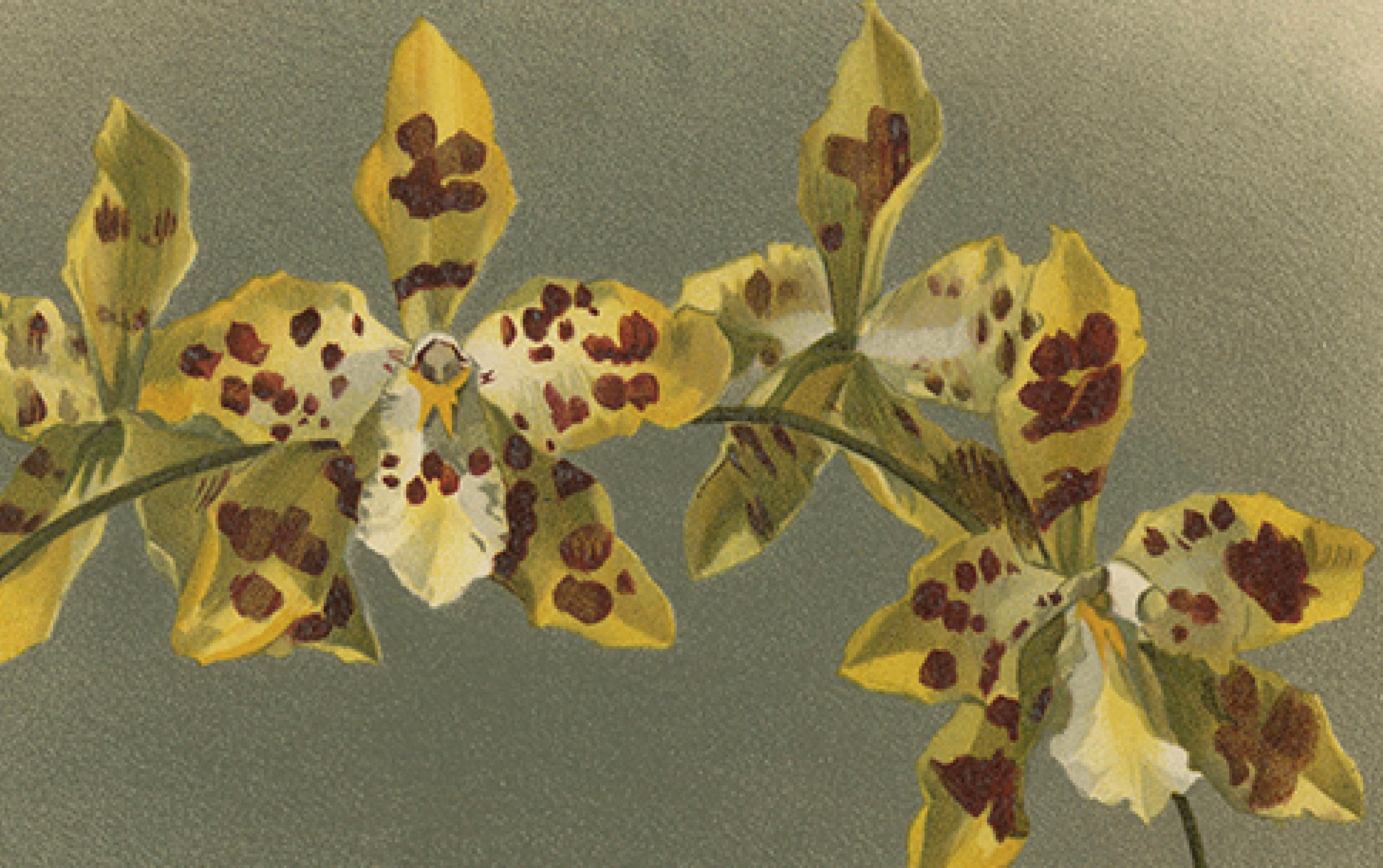 Tedesco Stampa di orchidea a macchie gialle - Odontoglossum Excellens, Reichenbachia c.1888 in vendita