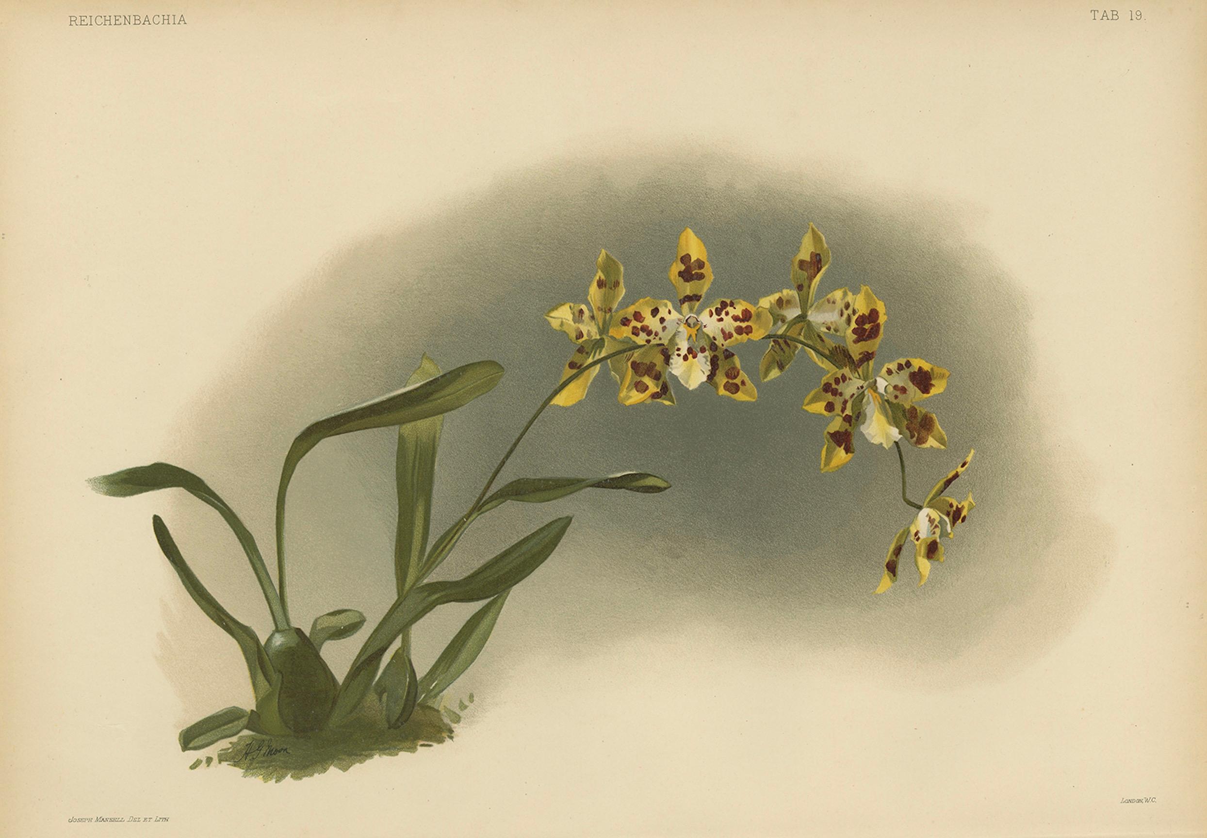 Stampa di orchidea a macchie gialle - Odontoglossum Excellens, Reichenbachia c.1888 In condizioni buone in vendita a Langweer, NL