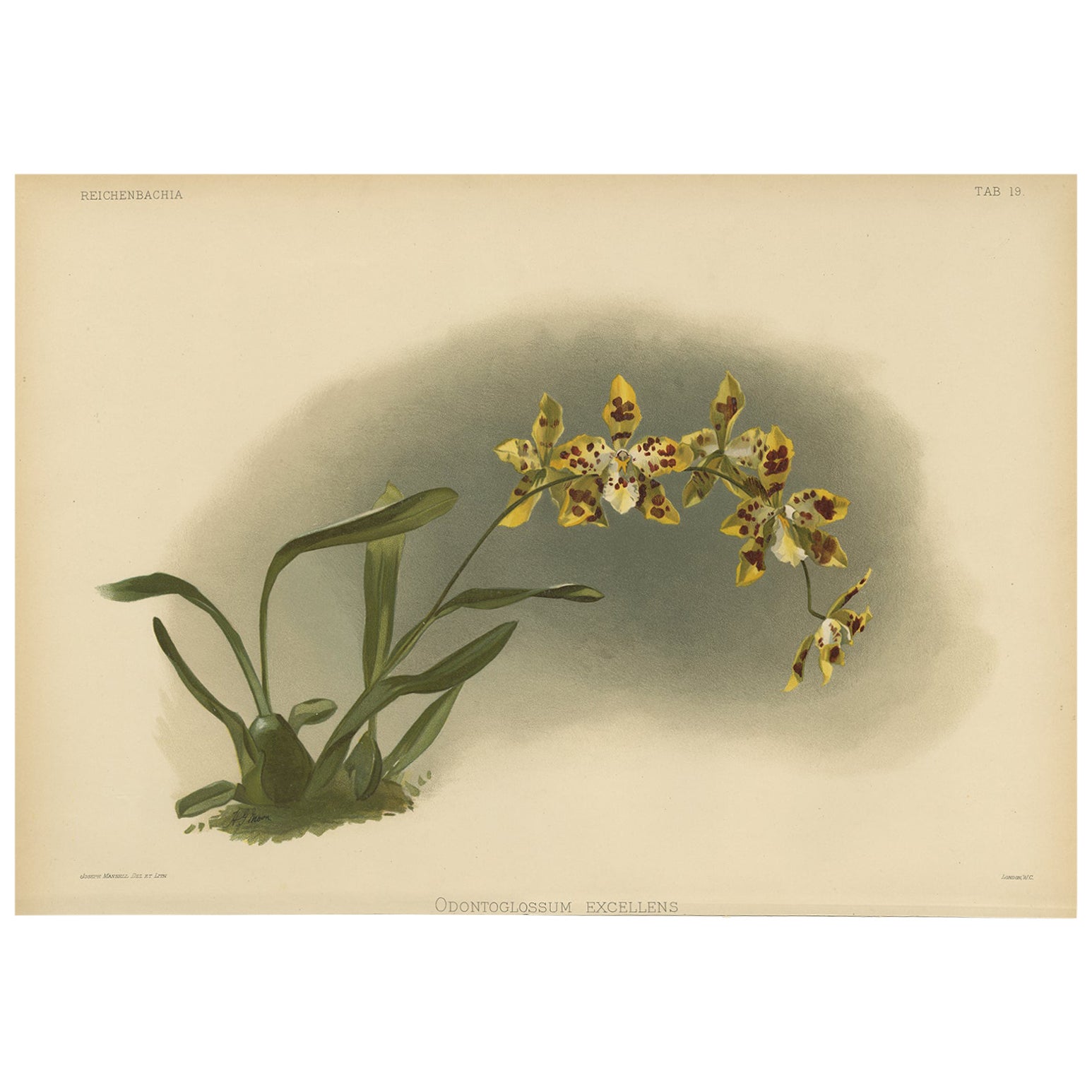 Stampa di orchidea a macchie gialle - Odontoglossum Excellens, Reichenbachia c.1888