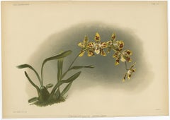 Stampa di orchidea a macchie gialle - Odontoglossum Excellens, Reichenbachia c.1888