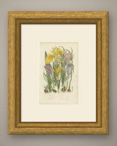 Yellow Water Iris and Saffron Crocus, Antique Botanical Plate, circa 1873