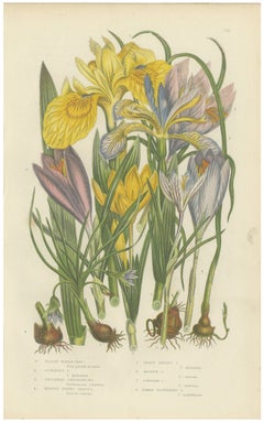 Yellow Water Iris and Saffron Crocus, Antique Botanical Plate, circa 1873