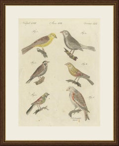 Gelbammer, Ortolan und Ammern, antiker Bertuch-Druck, Wien, um 1805