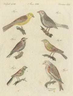 Gelbammer, Ortolan und Ammern, antiker Bertuch-Druck, Wien, um 1805