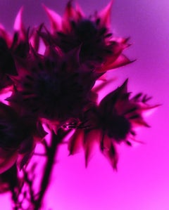 Botanical Light Study 4, Still Life Photograph, 2022