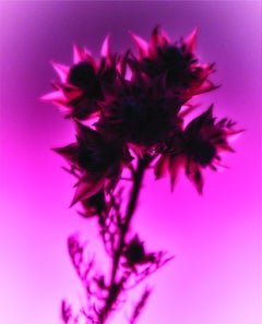 Botanical Light Study 4, Still Life Photograph, 2022