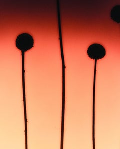 Studio sulla luce botanica 5, fotografia di natura morta, 2022