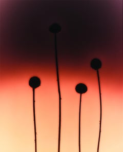 Studio sulla luce botanica 5, fotografia di natura morta, 2022