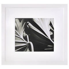 Ying Yang Two Leaves, Framed Black and White Nature Photography, 2000-2005