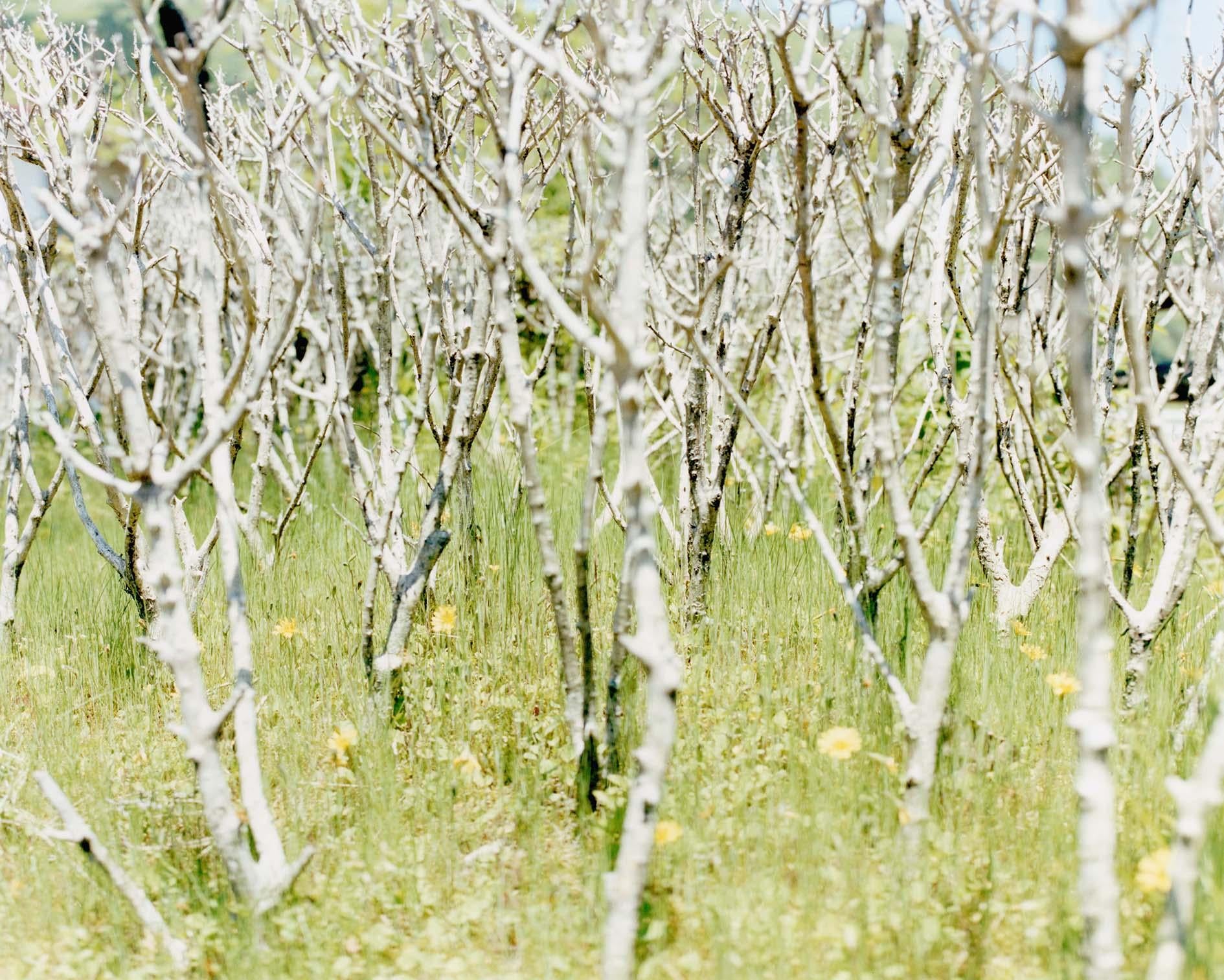 Landscape Photograph Yoko Ikeda - Kamikawa Town, préfecture de Hyogo (0809-02)