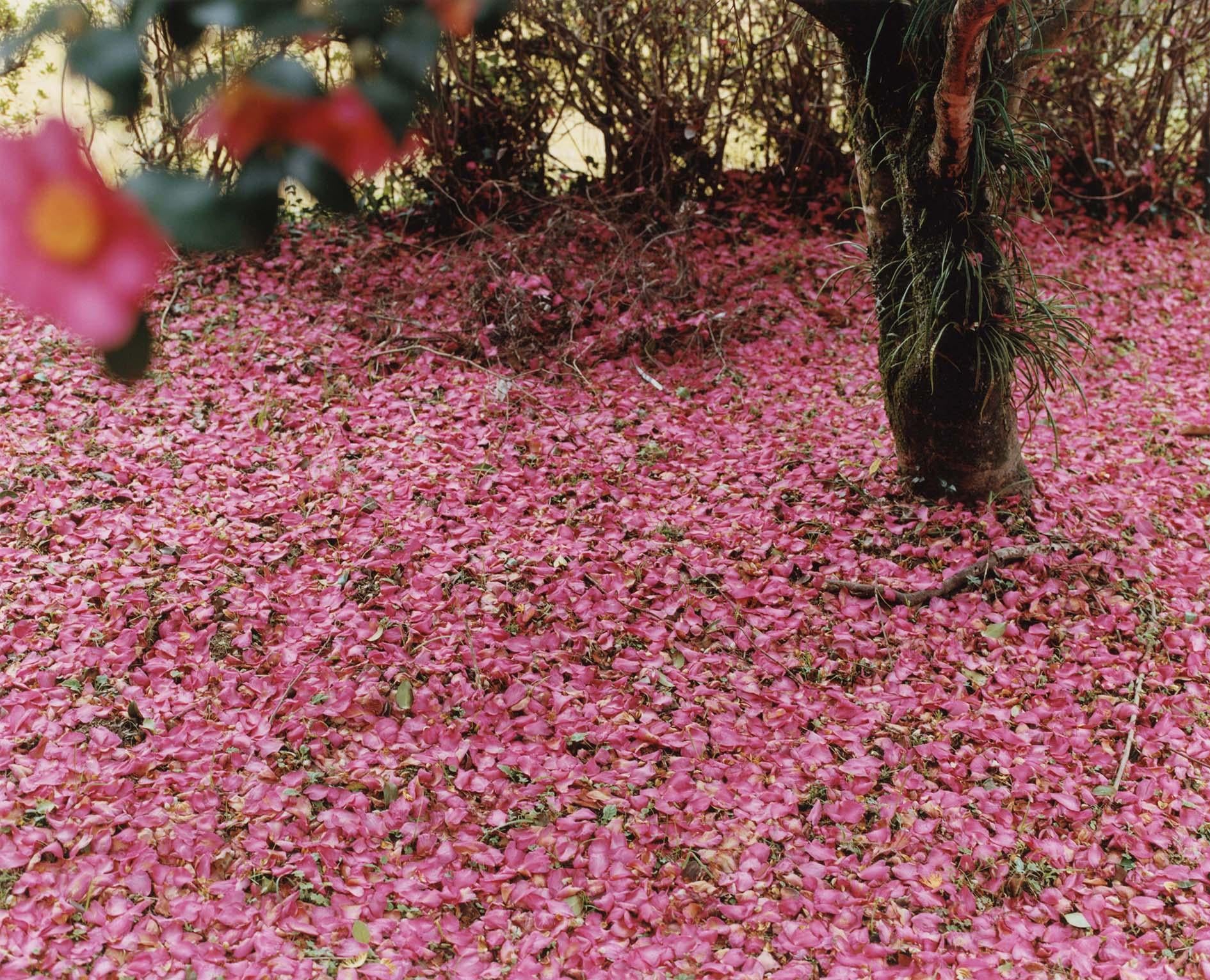 Color Photograph Yoko Ikeda - Misato Town, préfecture de Kumamoto (0883-10)
