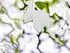 HDR_nature 007