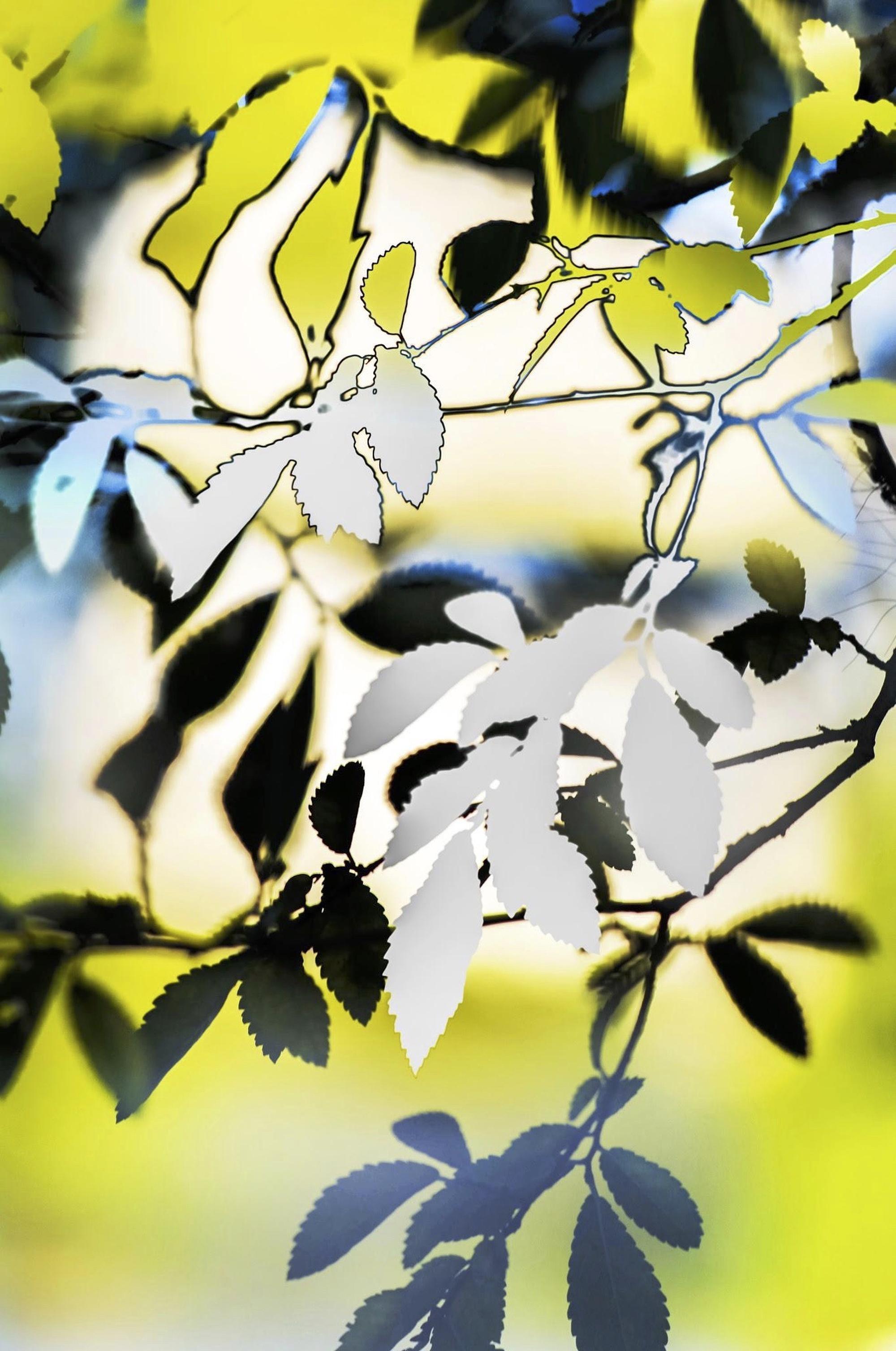 HDR_nature 016