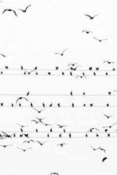kawau 002  - Yoshinori Mizutani, Farbe, Fotografie, Vögel auf dem Draht, Himmel