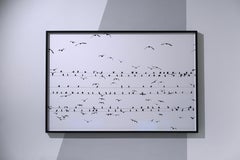 Kawau 003 – Yoshinori Mizutani, Photography, Japan, Birds