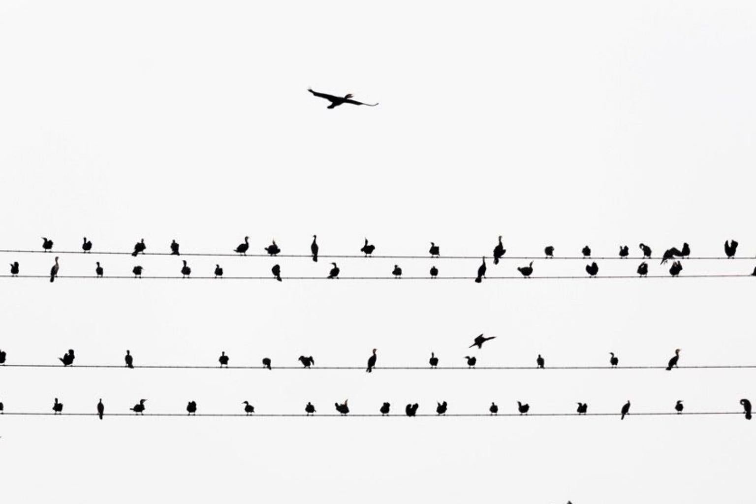 kawau 004  – Yoshinori Mizutani, Colour, Photography, Birds on the wire, Sky For Sale 2