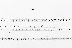 kawau 004  – Yoshinori Mizutani, Colour, Photography, Birds on the wire, Sky