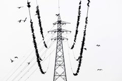 kawau 015  – Yoshinori Mizutani, Colour, Photography, Birds on the wire, Sky
