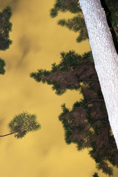 Moonlight 01 – Yoshinori Mizutani, Colour, Photography, Art, Sky, Forest, Gold