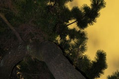 Moonlight 04  – Yoshinori Mizutani, Colour, Photography, Canary, Art, Sky