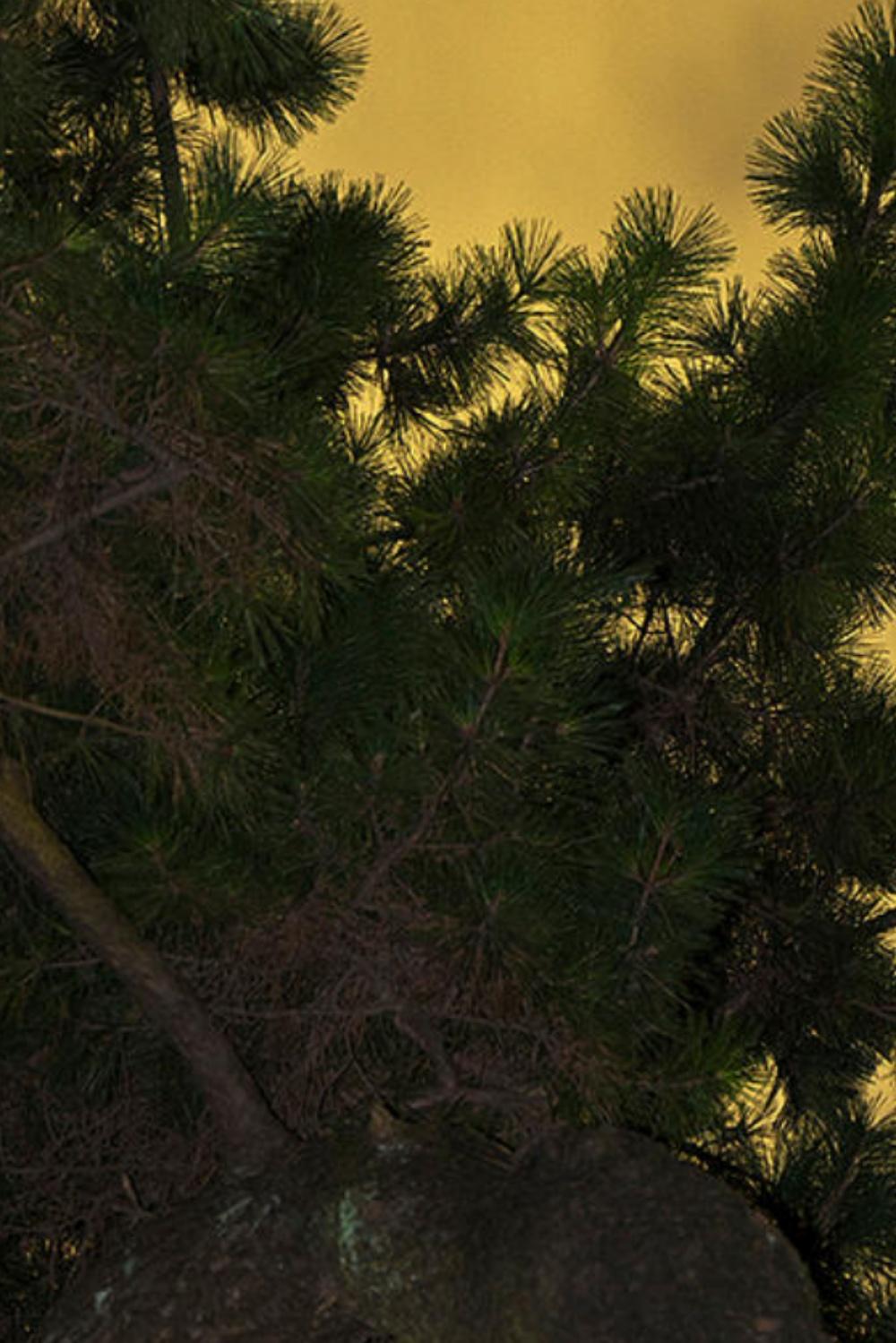 Moonlight 04  Yoshinori Mizutani, Farbe, Fotografie, Kanarien, Kunst, Himmel im Angebot 3