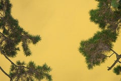 Moonlight 05 – Yoshinori Mizutani, Colour, Photography, Canary, Art, Sky