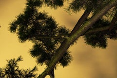 Moonlight 06 – Yoshinori Mizutani, Colour, Photography, Art, Sky, Forest, Gold