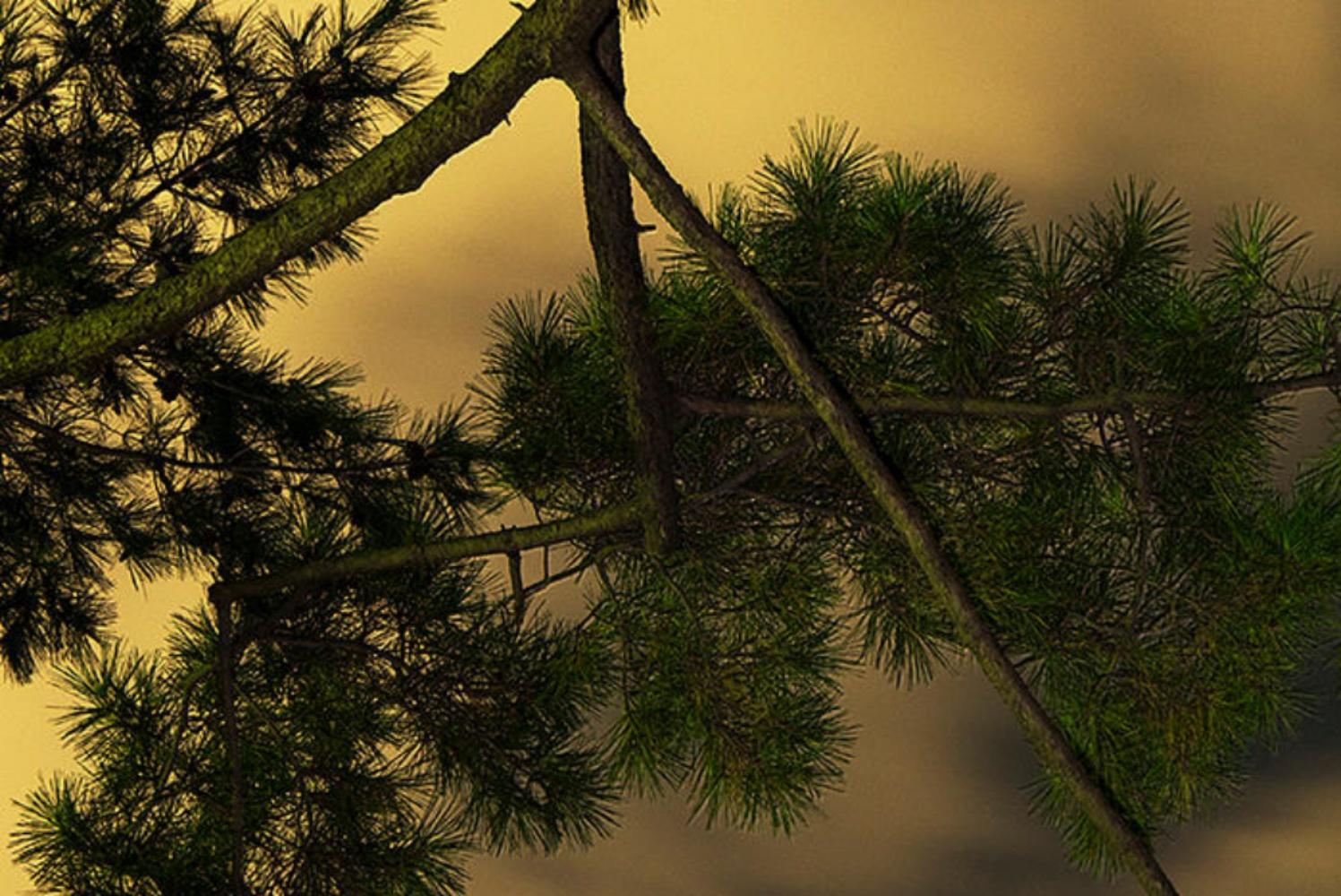 Mondschein 06  - Yoshinori Mizutani, Farbe, Fotografie, Kunst, Himmel, Wald, Gold im Angebot 2