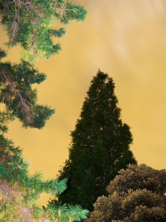 Mondschein 07  - Yoshinori Mizutani, Farbe, Fotografie, Kunst, Himmel, Wald, Gold