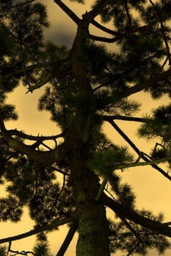 Moonlight 16 – Yoshinori Mizutani, Colour, Photography, Art, Sky, Forest, Gold