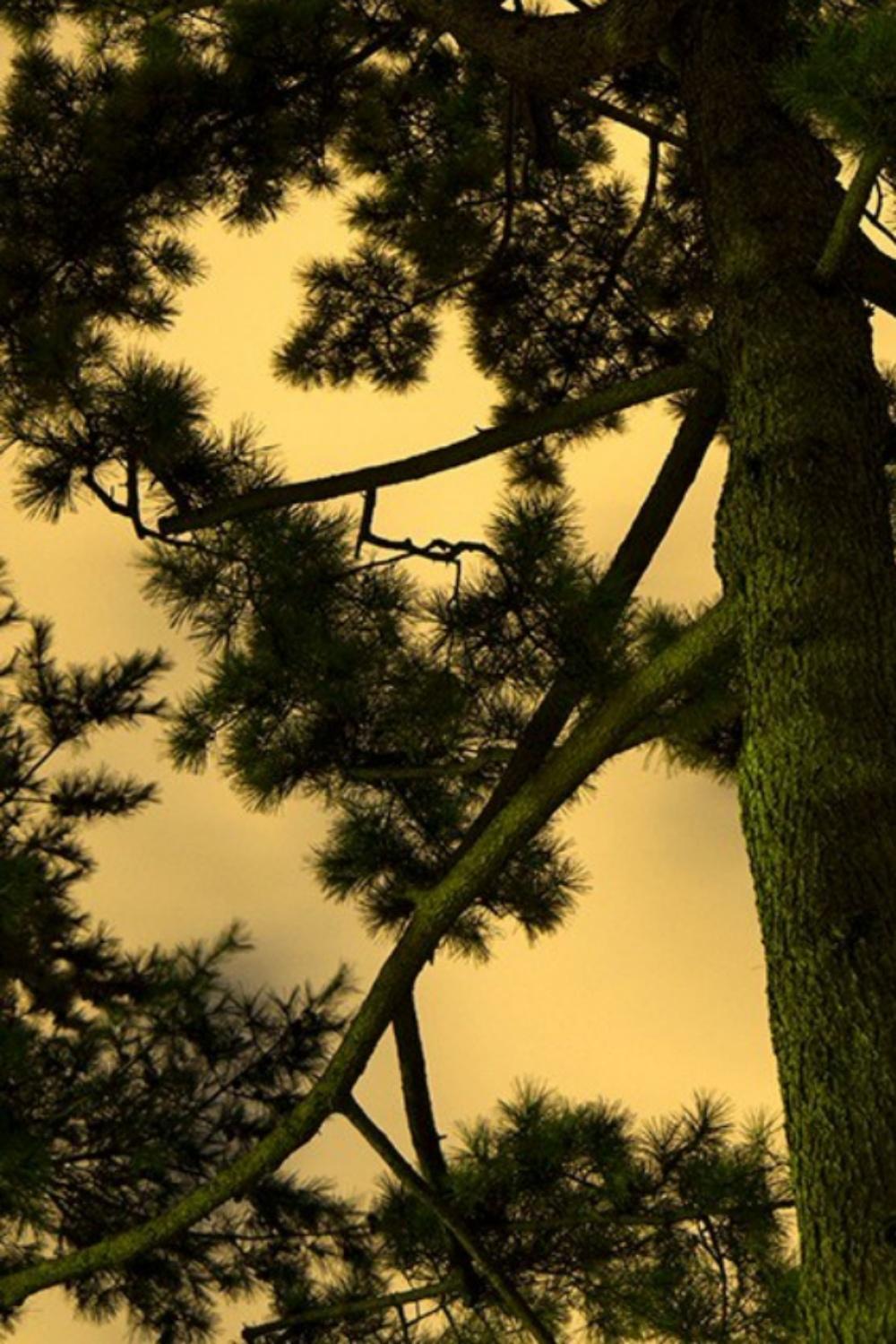 Moonlight 16  Yoshinori Mizutani, Farbe, Fotografie, Kunst, Himmel, Wald, Gold im Angebot 2