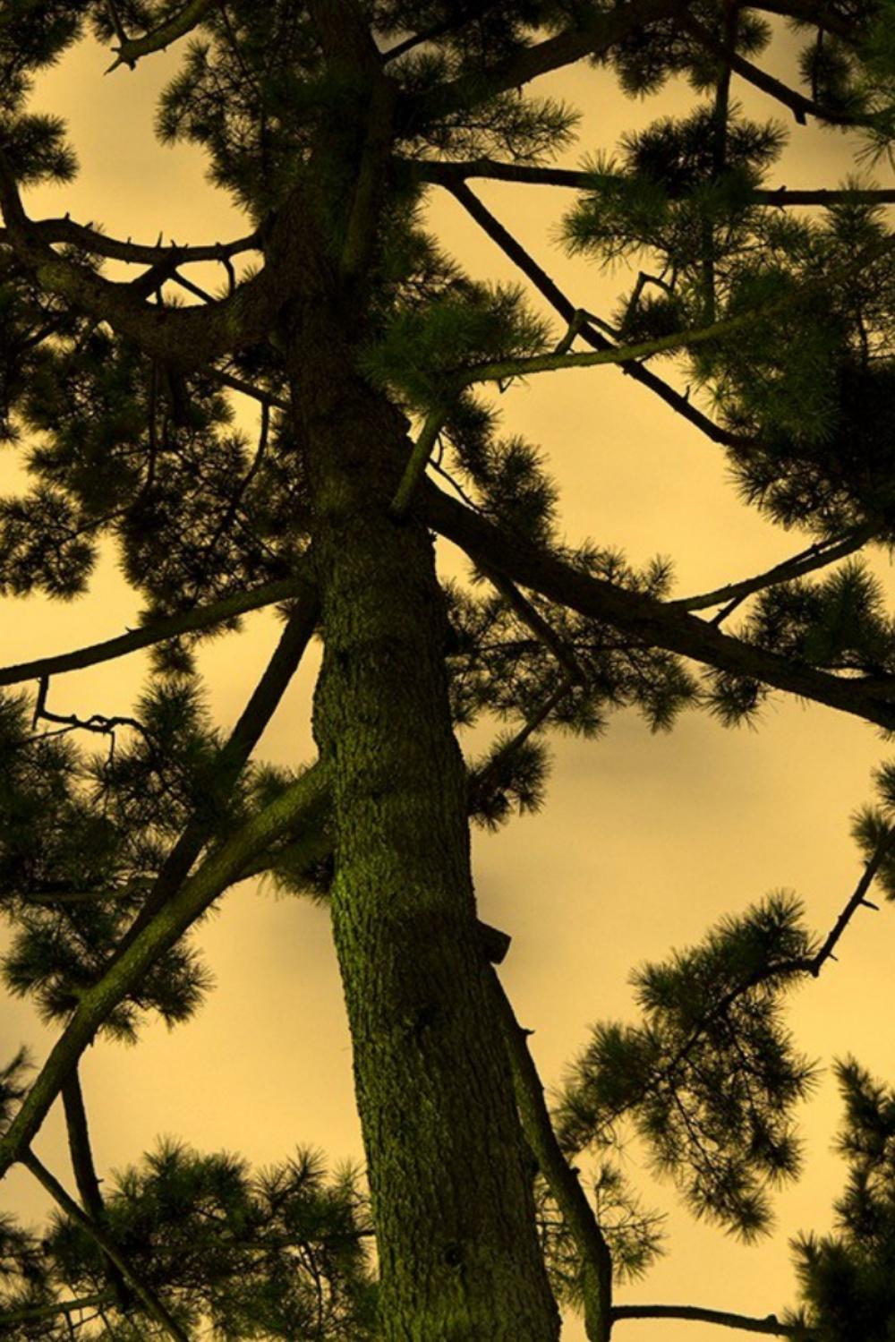 Moonlight 16  Yoshinori Mizutani, Farbe, Fotografie, Kunst, Himmel, Wald, Gold im Angebot 4