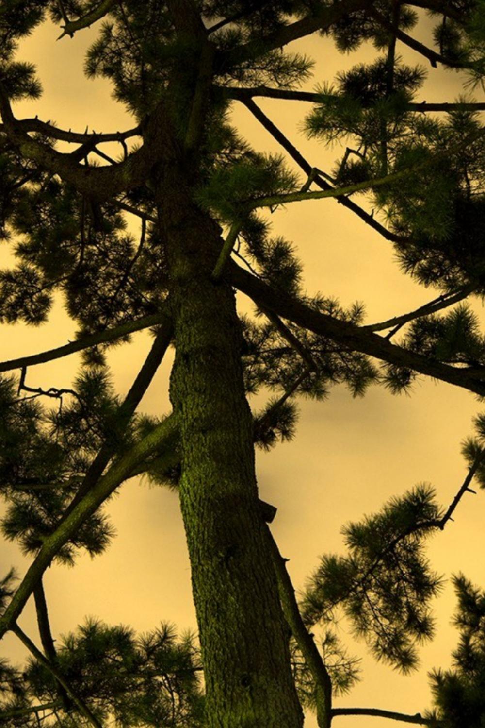 Moonlight 16  – Yoshinori Mizutani, Colour, Photography, Art, Sky, Forest, Gold For Sale 4