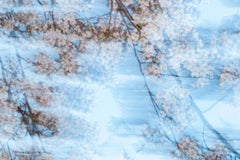 sakura 001  - Yoshinori Mizutani, Couleur, Photographie, Printemps, Japon, Sakura
