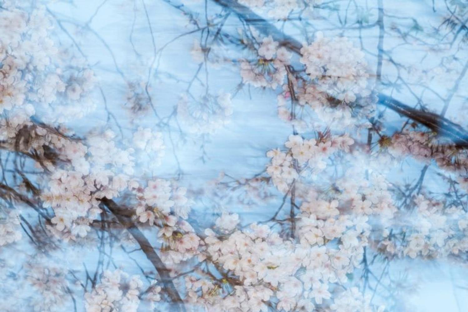 Yoshinori MIZUTANI (*1987, Japan)
sakura 001, 2015
Archival pigment print on Hahnemuhle Fine Art Baryta paper
145.6 x 97 cm (57 3/8 x 38 1/4 in.)
Edition of 3, plus 2 AP
print only

Yoshinori Mizutani's (*1987, Japan) works suggest new expressive