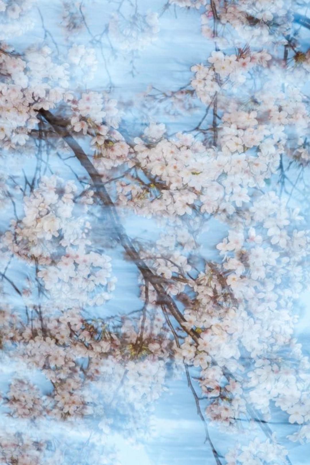 sakura 001  – Yoshinori Mizutani, Colour, Photography, Spring, Japan, Sakura For Sale 1