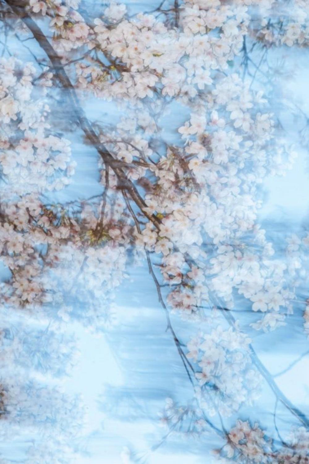 sakura 001  - Yoshinori Mizutani, Farbe, Fotografie, Frühling, Japan, Sakura im Angebot 4