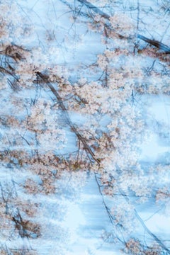 sakura 001  – Yoshinori Mizutani, Colour, Photography, Spring, Japan, Sakura