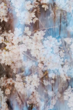 sakura 002 – Yoshinori Mizutani, Colour, Photography, Japan, Sakura, Spring